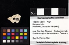 Foto (Objket + Etiketten) von Decapoda indet. 